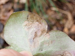 Phytomyza abdominalis