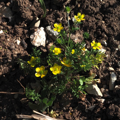 Ranunculus scandicinus