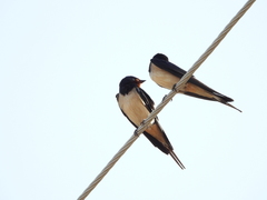 Hirundo rustica