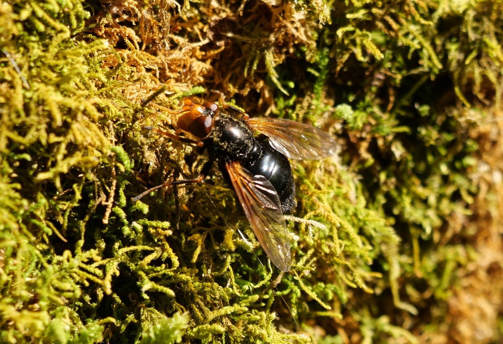 Orange-faced Wood Fly