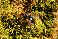 Blera armillata