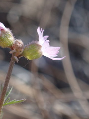 Lithophragma tenellum