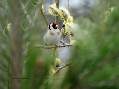 Carduelis carduelis