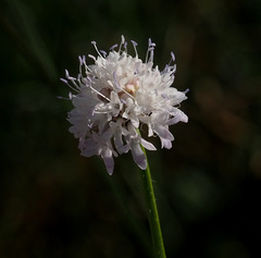 Cephalaria joppensis