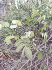 Senna bicapsularis