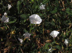 Convolvulus betonicifolius