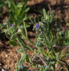 Anchusa aggregata
