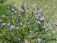 Sisyrinchium platense