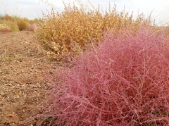 Salsola passerina