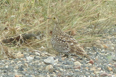 Pterocles bicinctus multicolor