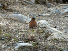 Fringilla coelebs