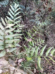 Cyrtomium devexiscapulae