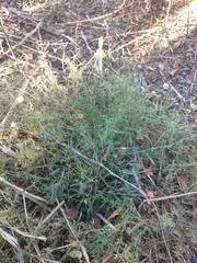 Aphanostephus riddellii