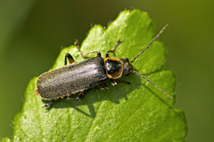 Cantharis xanthoporpa