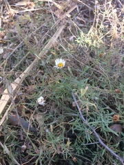 Aphanostephus riddellii