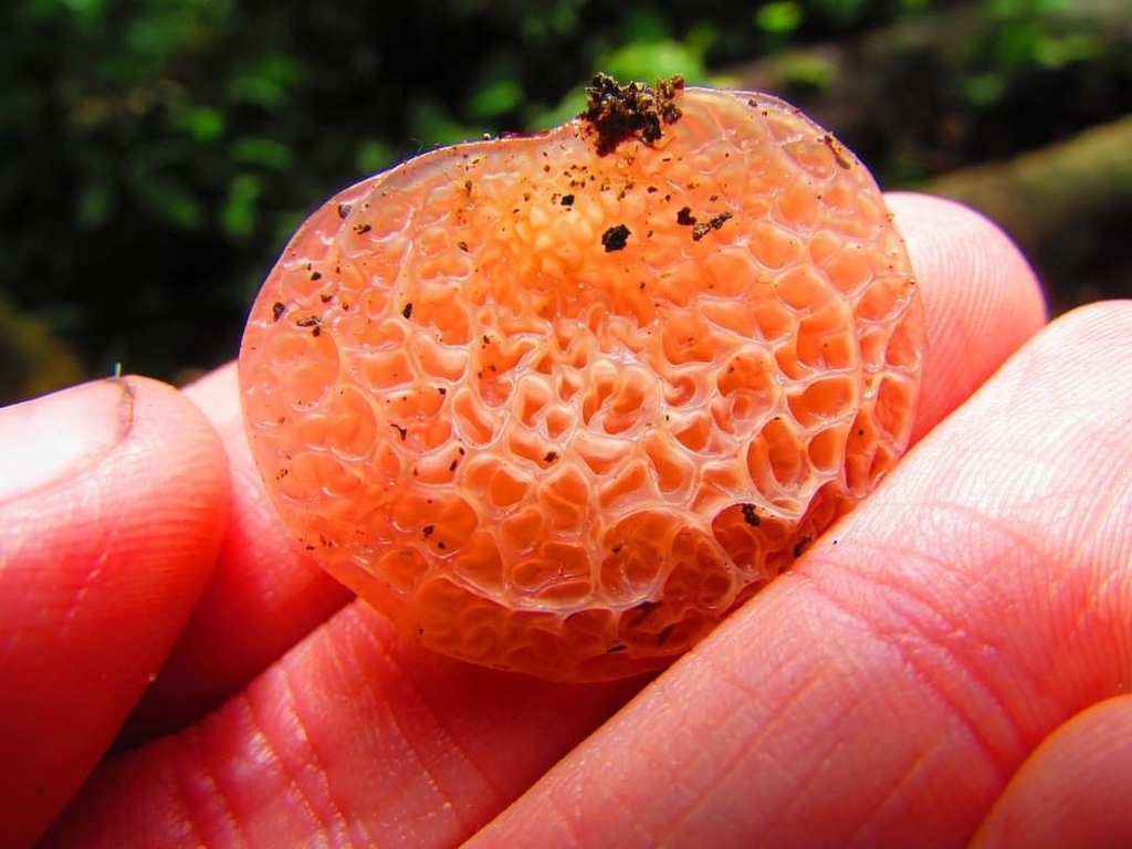 Auricularia delicata · October 2015 · photo: © ayatana_biophilium (iNaturalist, cc-by)