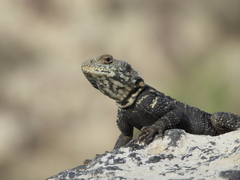 Paralaudakia caucasia