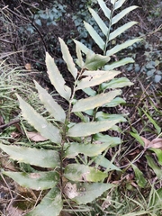 Cyrtomium devexiscapulae