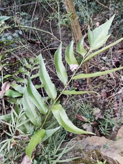 Cyrtomium devexiscapulae