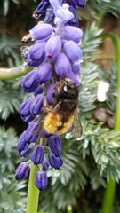 Osmia cornuta