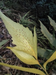 Cyrtomium devexiscapulae