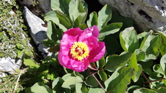 Paeonia coriacea