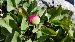 Paeonia coriacea