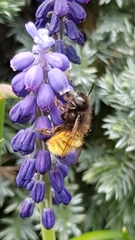 Osmia cornuta
