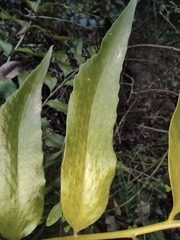 Cyrtomium devexiscapulae