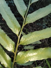 Cyrtomium devexiscapulae