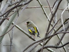 Chloris chloris
