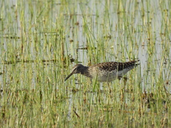 Tringa glareola