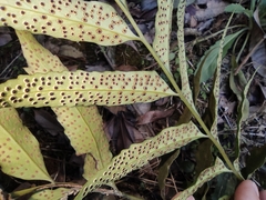 Cyrtomium devexiscapulae