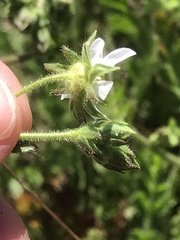 Horkelia cuneata puberula