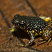 Yellow-Spotted Narrow-Mouthed Frog - Photo (c) Yu Ching Tam, some rights reserved (CC BY-NC-ND), uploaded by Yu Ching Tam