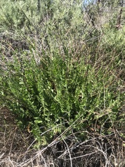 Horkelia cuneata puberula