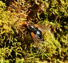Blera armillata