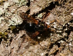 Blera armillata