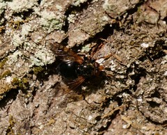 Blera armillata