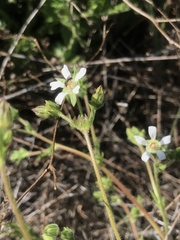 Horkelia cuneata puberula