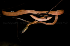 Boiga nigriceps
