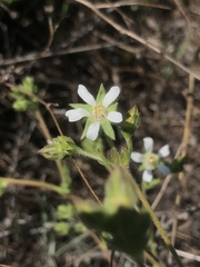 Horkelia cuneata puberula