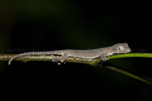 Flaplegged Geckos (Genus Luperosaurus) · iNaturalist