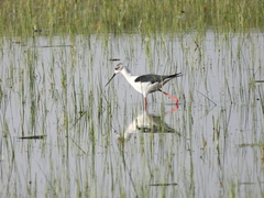 Himantopus himantopus