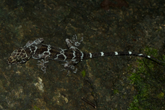 Cyrtodactylus consobrinus