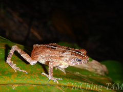 Ingerophrynus gollum