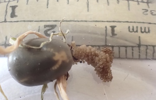 Eastern Black-legged Tick, photo 4 of 10