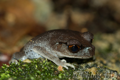 Leptobrachium hendricksoni