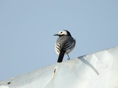 Motacilla alba