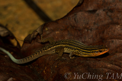 Eutropis rugifera